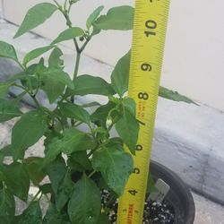 Jalapeño Pepper Plant,  Live 