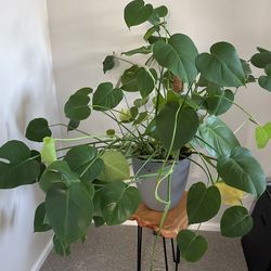 Healthy Monstera