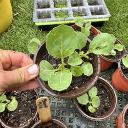 Organic Cabbage Seedlings