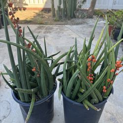 Rare Succulent Plants