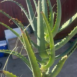 Fresh Cut aloe Vera Plant 