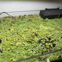 Aquatic Plants