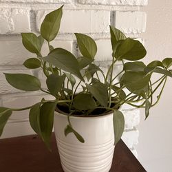 Pothos Jade