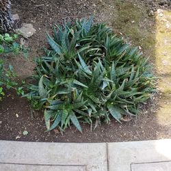 FREE ALOE