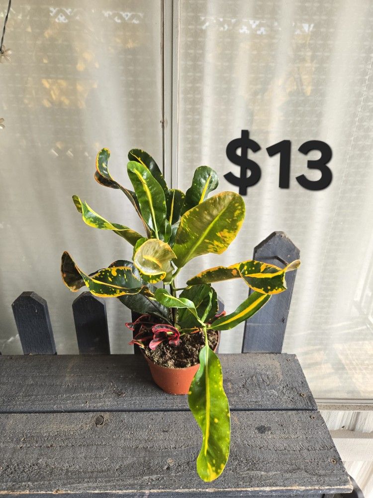 Croton Plant