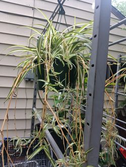 Airplane Plant ...Bonita Planta $27 