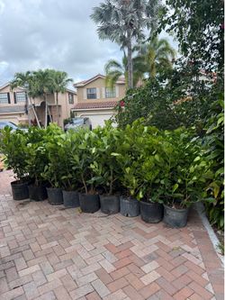 Clusia Plants (7 Gallon)