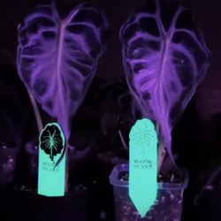 Mason Lee Korean Alocasia Venom Corm 