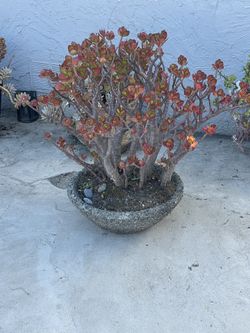 Beautiful Jade Plant 