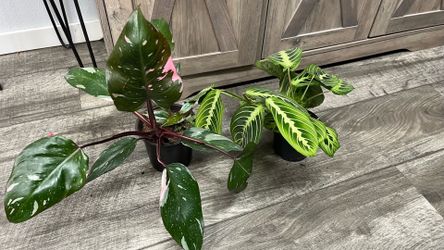 2 indoor plants