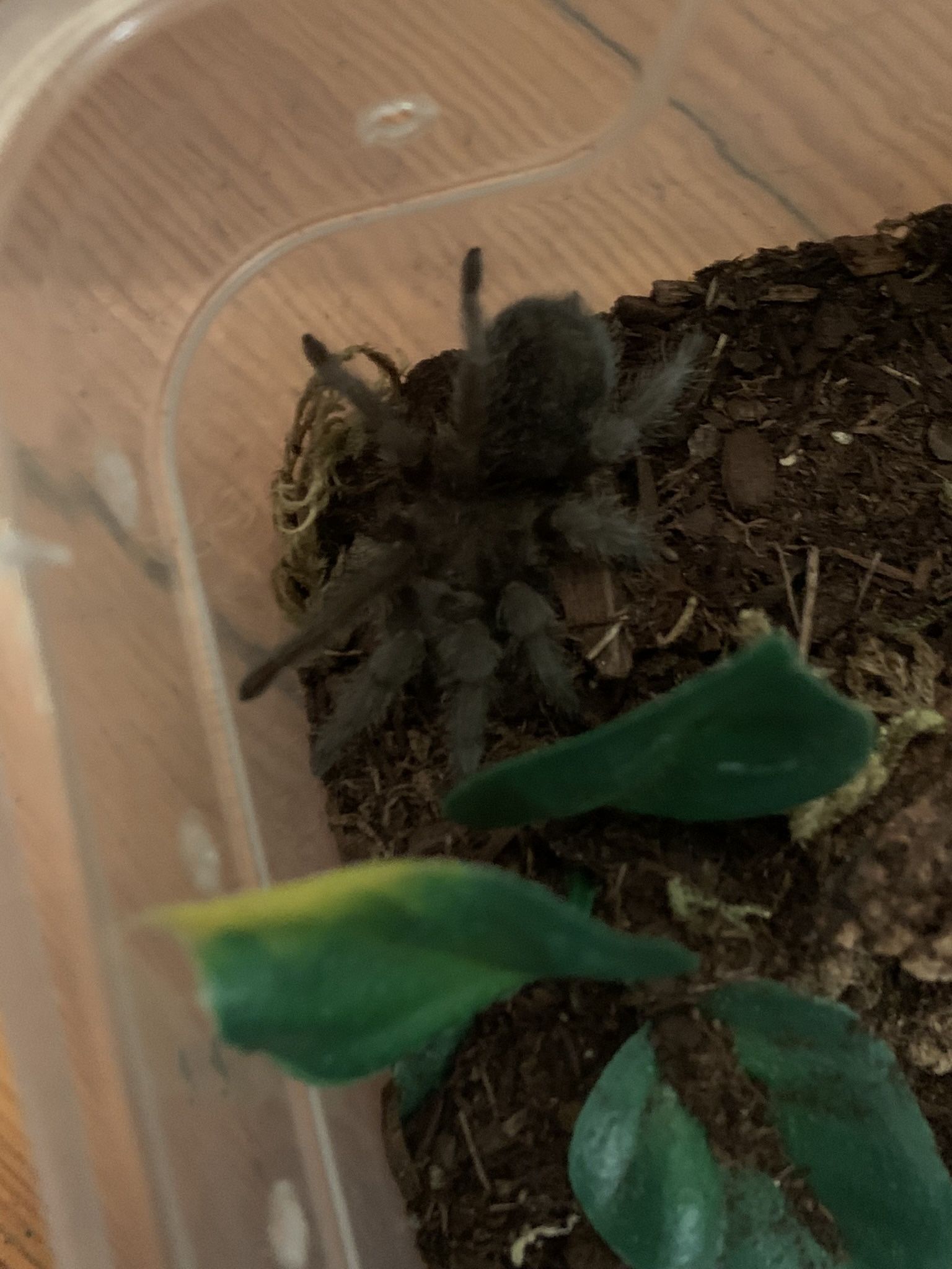 Brazilian Black Tarantula Tanks!! $100 Each!!