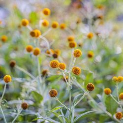 Globosa Butterfly bush