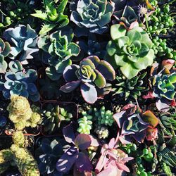 Succulents