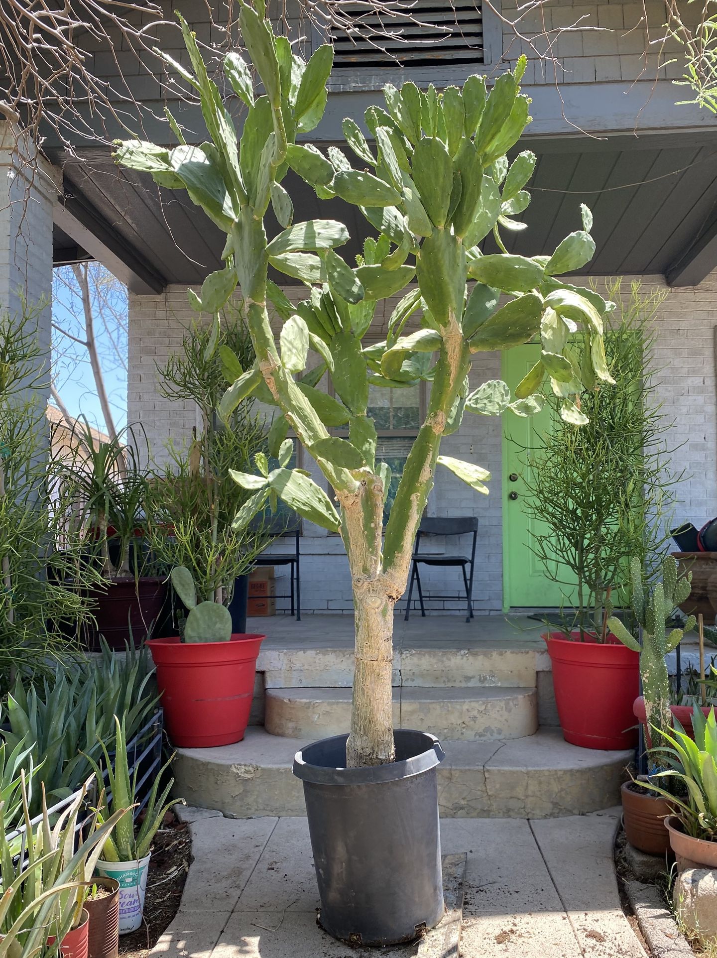 Extra Large Prickly Pear Cactus Plant