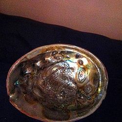 Abalone  Shell  7× 8
