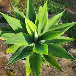 Foxtail Agave Plant