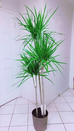 Big And Tall Indoor Plants - 6 feet 5 inches - It Looks More Bigger In  Person for Sale in Garden Grove, CA - OfferUp