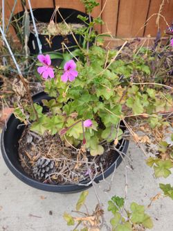 Plant sale
