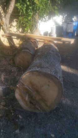 Oak logs