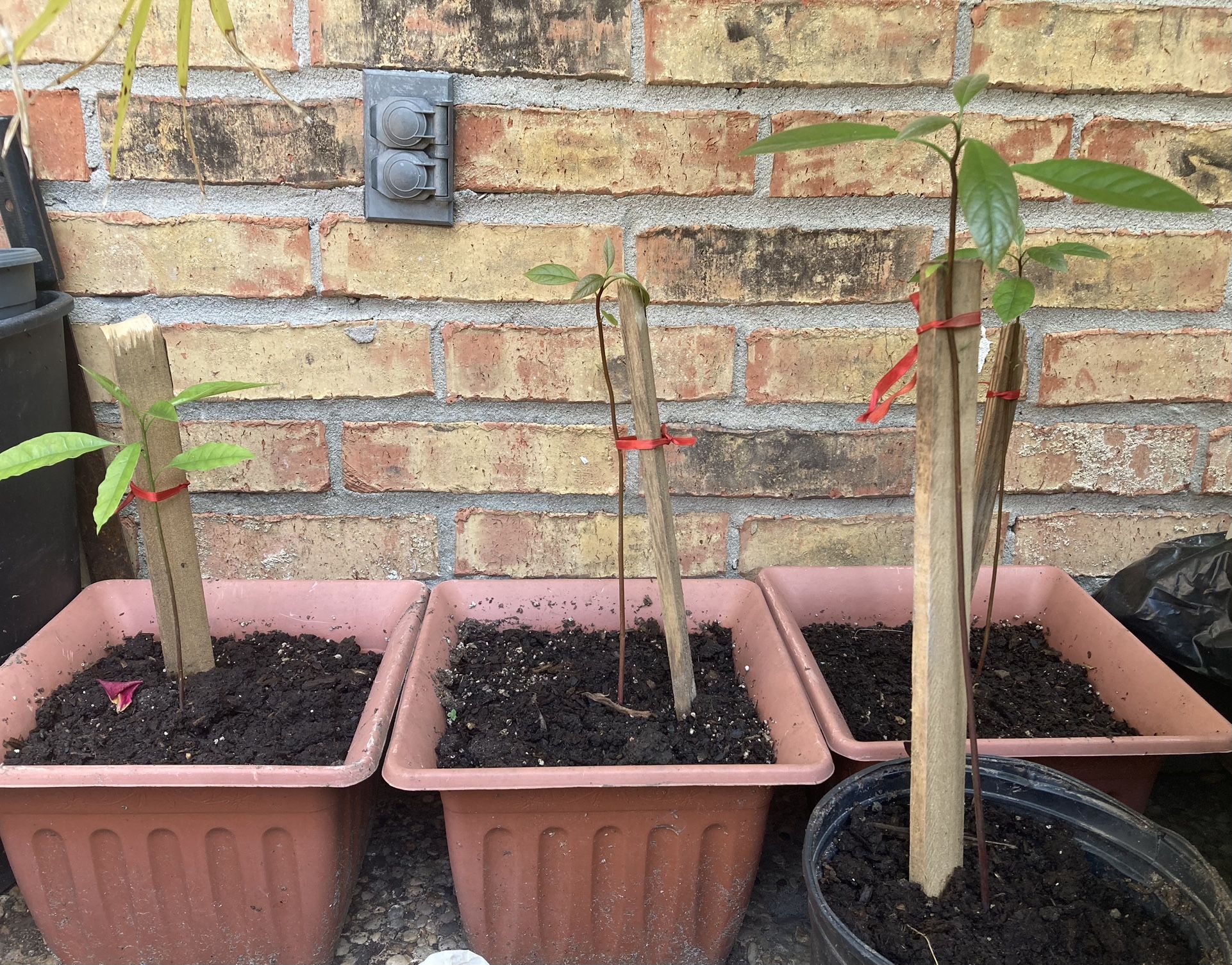 Avocado Trees