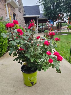 Knockout Rose Bushes PLANTS ARRIVE, BEAUTIFUL AND HEALTHY. $30 EACH