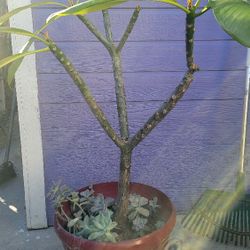 3 Feet Tall Plumeria
