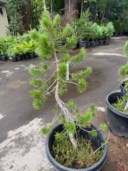 contorted Murrayana Pine —