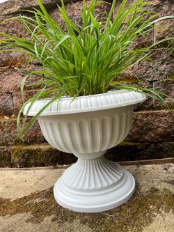 Perennial Day Lily Plants in brand new large pots!