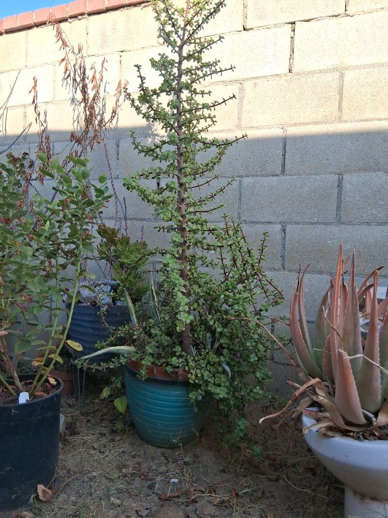 Green Elephant Bush Plant