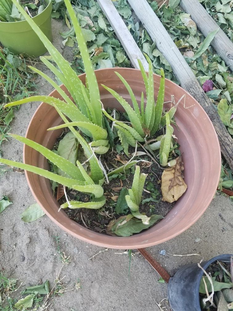 Aloe Vera (Savila)