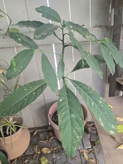 Avocado Fruit Tree