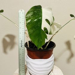 Monstera Albo Halfmoon/sectoral -white Tiger