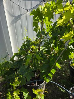 Grape vine/tree