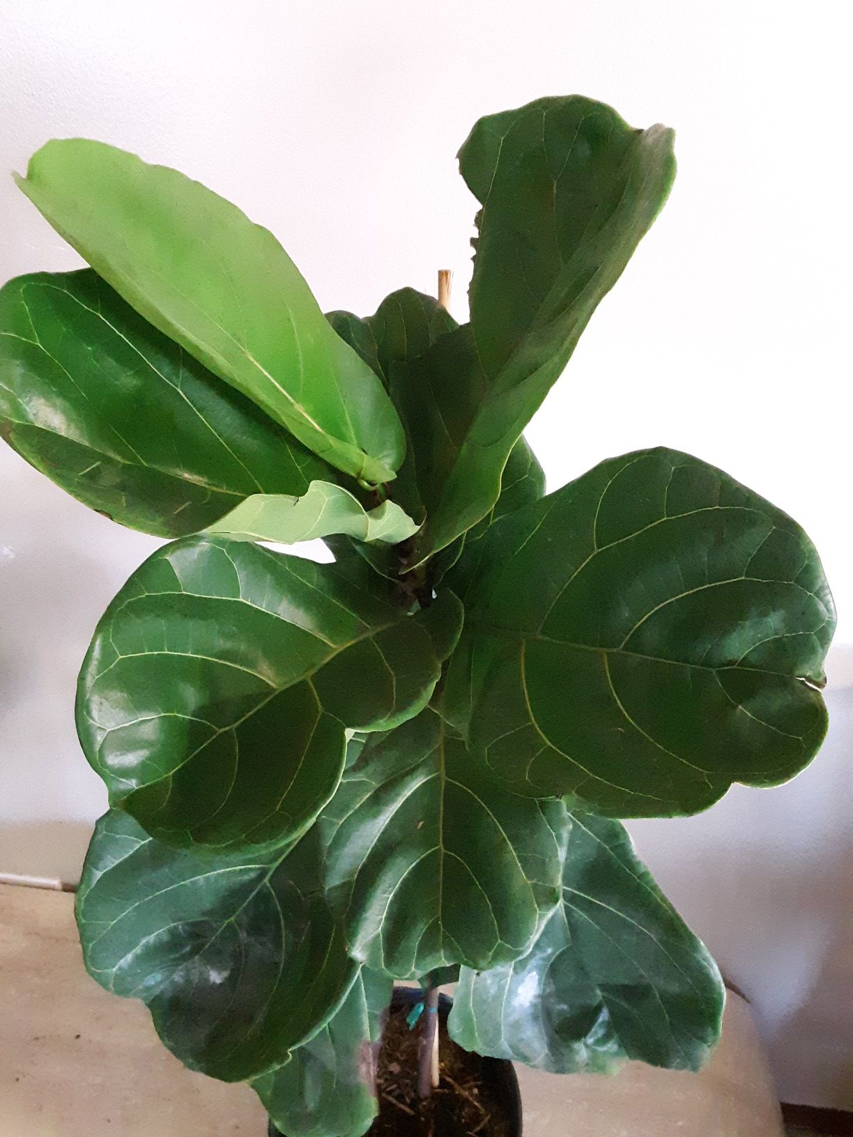 Fiddle leaf fig plants 3 gallons pot 3ft 5 inches tall