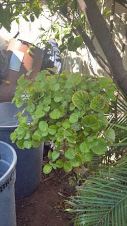 Planta natural
