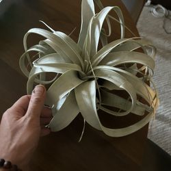 Giant Tillandsia Air Plant