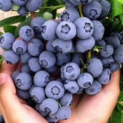Blueberry Plants