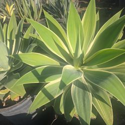Agave Ray Of Light 