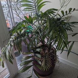 Indoor Palm Tree And Pot 