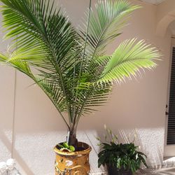 Ex Huge Solid Concrete Pot With Huge Palm Tree In Weeki Wachee Spring Hill