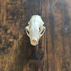 Real Mink Skull – Naturally Sourced – Taxidermy - Cleaned 