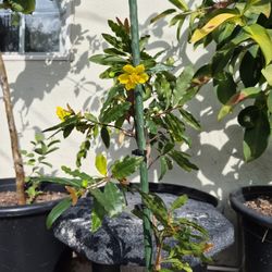 Mickey  Mouse  Plant 