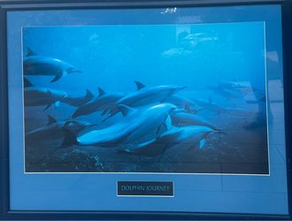 Dolphin Pod w Solid Wood Blue frame
