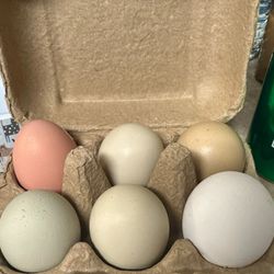 Fresh Eggs $5 A Dozen