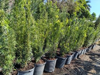 Podocarpus 7gl $4- 4.5ft$19🌿🌿
