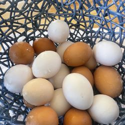 Fresh Eggs