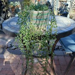 Plantas ,suculentas Colgante Delfín 🐬 