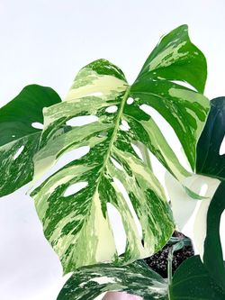 Monstera Albo