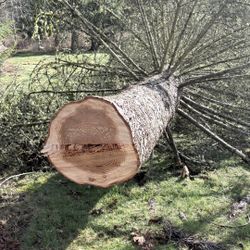 Please Read Free Wood