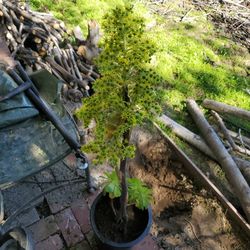 Aeomonium. Suculenta 